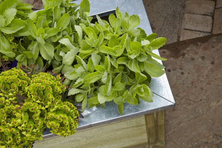 Cambridge Wooden Planter - 1000mm x 500mm