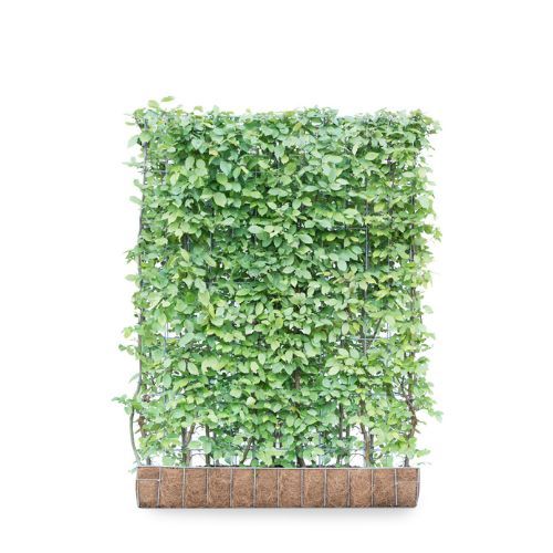 Hedging Screen - Carpinus Betulus - 1200mm x 1550mm