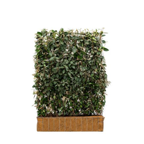 Hedging Screen - Elaeagnus Ebbingei - 1200mm x 1550mm