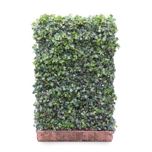 Hedging Screen - Hedera Helix Green Ripple - 1200mm x 1800mm