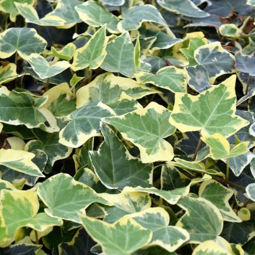 Hedging Screen - Hedera Helix Goldchild - 1200mm x 1800mm