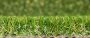 28mm Artificial Grass - Barking - 2m x 15m