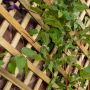 Trellis Wooden Planter - 800mm x 400mm