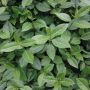 Hedging Screen - Euonymus Dart's Blanket - 1200mm x 1000mm