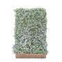 Hedging Screen - Hedera Helix Glacier - 1200mm x 1800mm