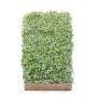 Hedging Screen - Hedera Helix Goldchild - 1200mm x 1800mm