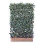 Hedging Screen - Hedera Hibernica - 1200mm x 1800mm