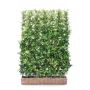 Hedging Screen - Trachelospermum Jasminoides - 1200mm x 1800mm