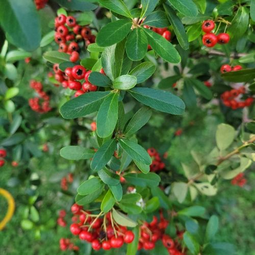 Pyracantha Dart's Red