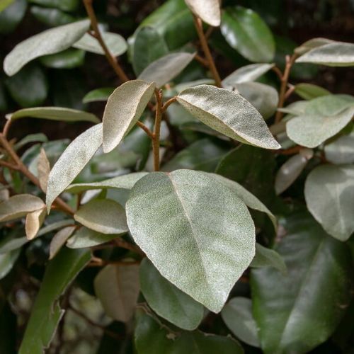 Elaeagnus Ebbingei