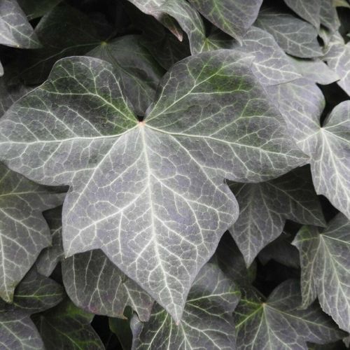 Hedera Helix Woerner