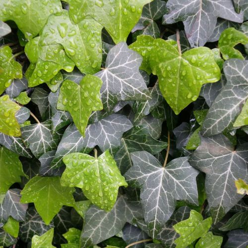 Hedera Hibernica