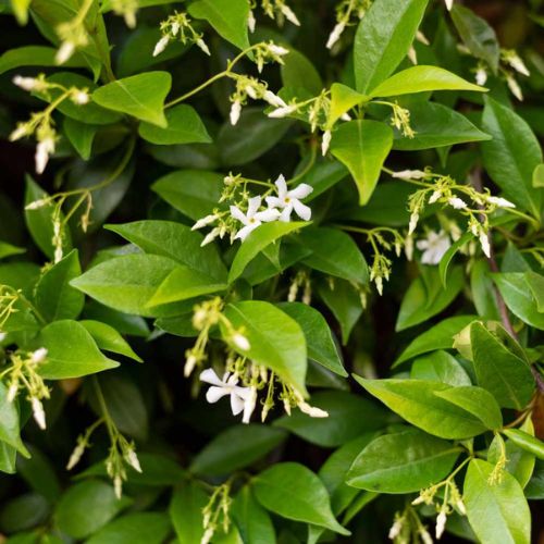 Star Jasmine